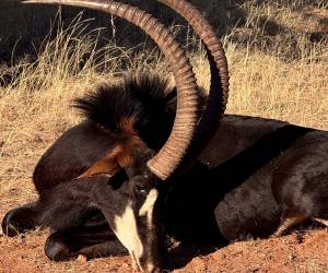 Afrique du Sud