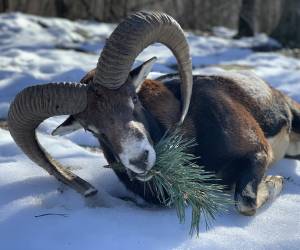 Mouflon en Bulgarie
