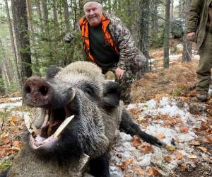 Sanglier à l'affût en Bulgarie