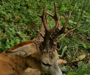 Forfait Bulgarie Chasse au brocard